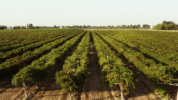 Aerial view of Italian red grape vineyard