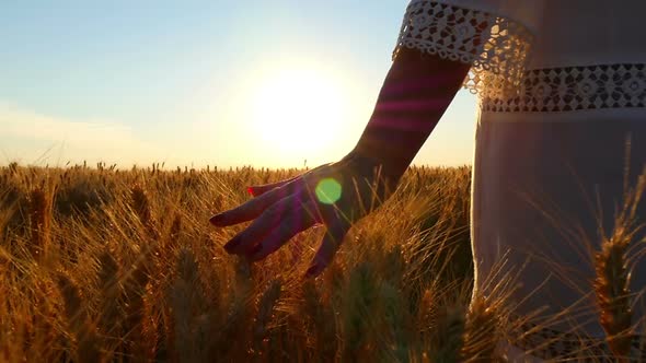 The Hand of a Young Girl in Slow Motion Touches the Spikelets of Wheat in the Field