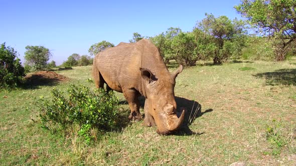 Rhino Grazing in Savannah at Africa