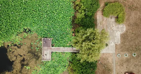 Top Down View of Lake of Lotuses. Pink Lotuses in the Water, Aerial View.