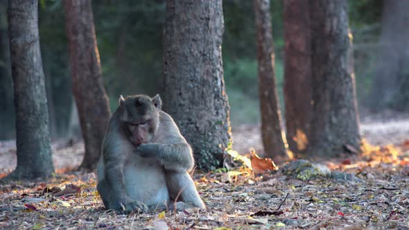 Close Time Lapse Shot of Monkey Sitting and Looking Around With Two Small Fighting Monkeys In The Ba