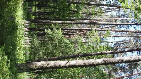 Vertical Video Aerial View Inside a Green Forest with Trees in Summer