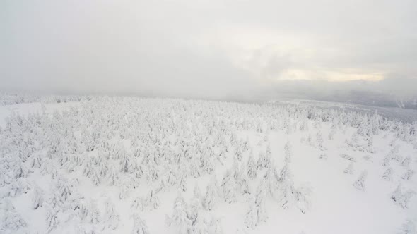 A Snowcovered Forest Winter Landscape  Top View