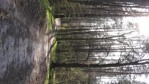 Vertical Video of a Road in the Forest Slow Motion