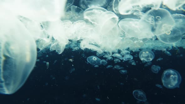 Abstract background underwater shot of jellyfish for graphic design