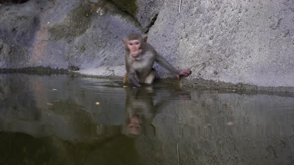 Wild monkey on rock with pond near city Da Nang, Vietnam