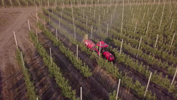 Stavropol RUSSIA JULY 17 2020 Red Tractor Sprays Pesticides in Apple Orchard Covered with Hail