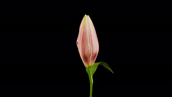 Time Lapse of a pink Lily blooming