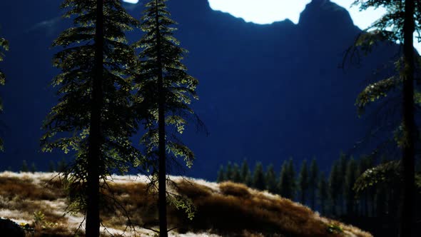 Trees on Meadow Between Hillsides with Conifer Forest