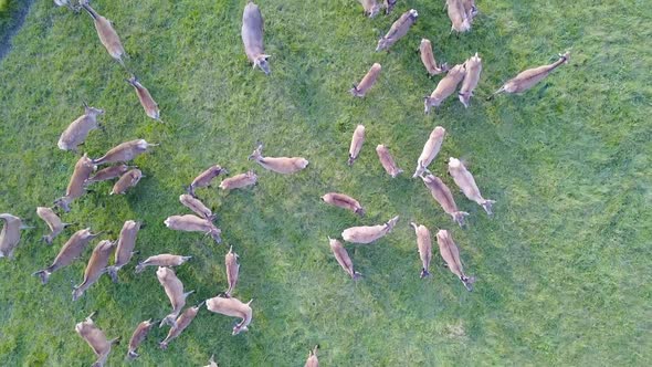 Deers in the Pasture From the Height of Bird Flight