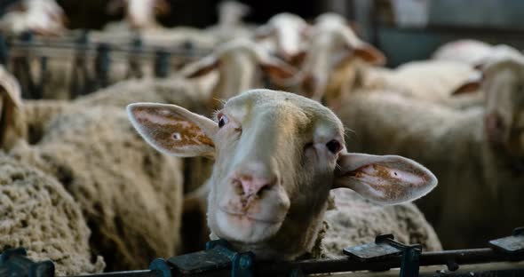 Sheeps on a Flock Farm