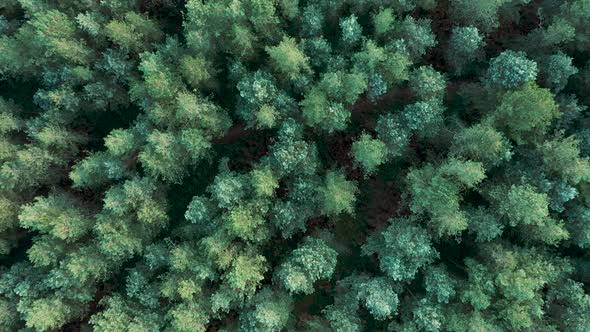 Aerial drone top down view of a pine wood in England