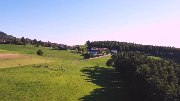 Catlle herd grazing on mountain pasture, aerial footage, rural scene, 4k UHD, high angle, ecological