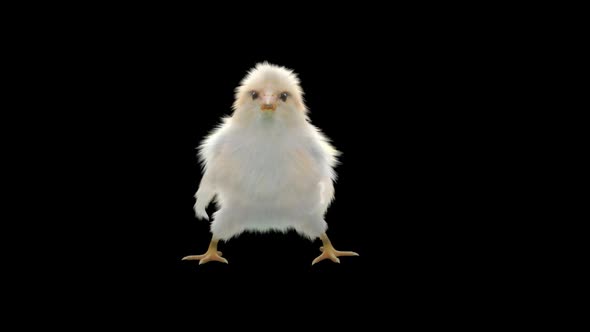 21 Baby Chicks Dancing HD