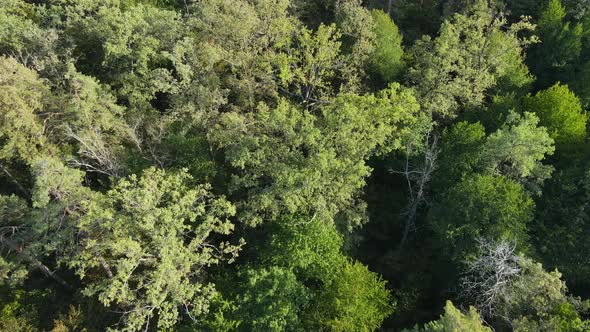 Aerial View of Trees in the Forest. Ukraine