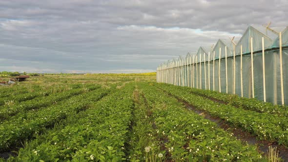 Flowering strawberry bushes on a farm field, drone view