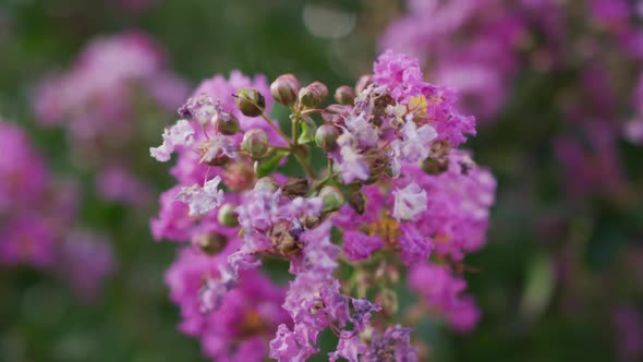 Video of close up of purple flowers blooming in garden