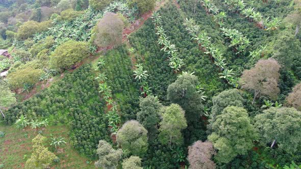 Coffee plantation in the mountains of Brazil