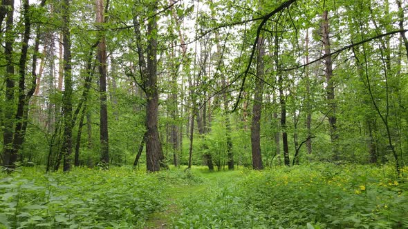 Summer Forest with Pine Trees Slow Motion