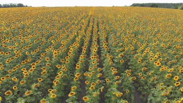 Aerial Drone View of Sunflowers Field. Rows of Sunflowers on a Hill