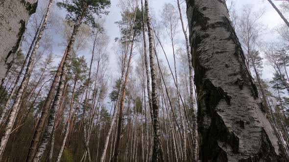 Birch Forest with Birches in the Afternoon