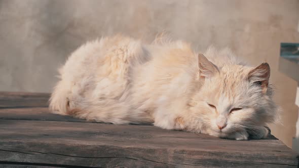 Homeless White Cat Lies on a Shabby Chair on the Street