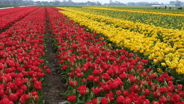 Spring Flower Field At The Netherlands