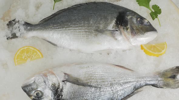 Top View of Fresh Raw Dorado on Snow