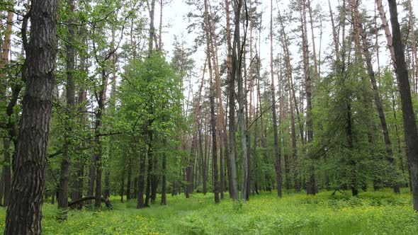 Summer Forest with Pine Trees Slow Motion