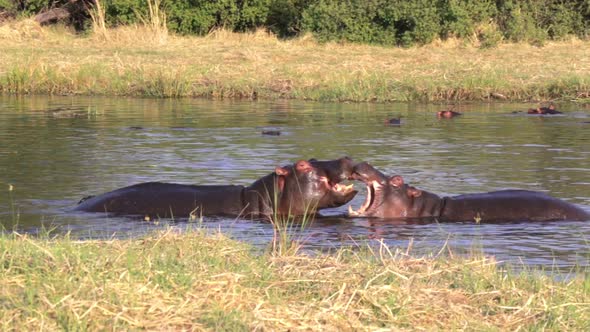 Two fighting young male hippopotamus Hippopotamus