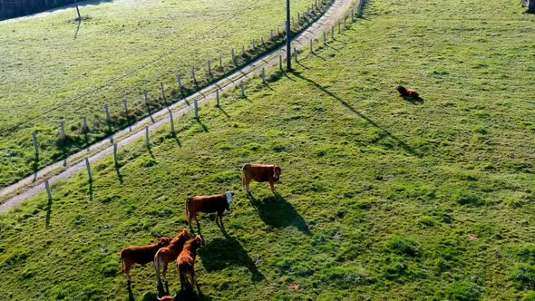 organic cattle at dawn in a grass meadow with a dirt road protected with a fence. Cows that run.  Ov