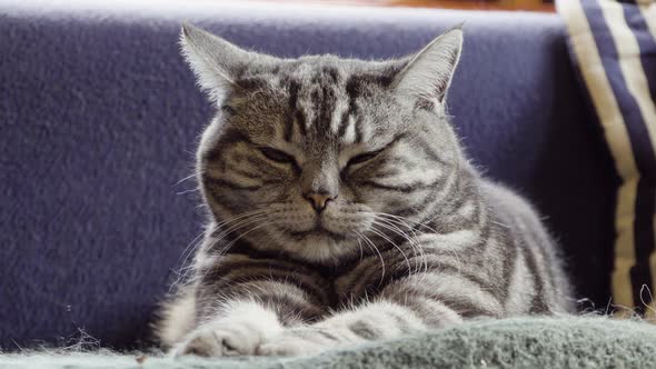 A Cat Lies on a Coach Slowly Falls Asleep. A Close Up View.