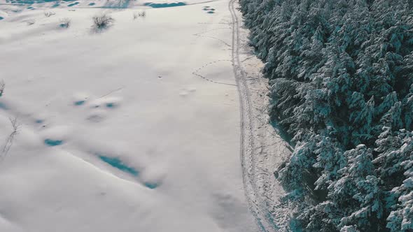 Aerial View on Winter Pine Forest and Snow Path on a Sunny Day