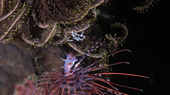 Lionfish and small black and white squat lobster facing off on coral reef at night