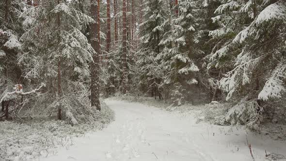 Dolly Shoot of Beautiful Winter Landscape