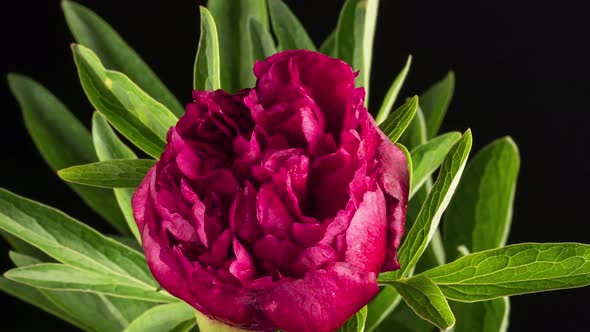 Pink Flower of Peony Blooming Isolated on Black Backdrop