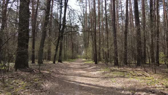 Aerial View of the Road Inside the Forest