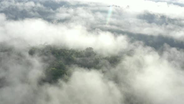 Aerial view of rainforest, zooming in at trees in the canopy of Amazon forest