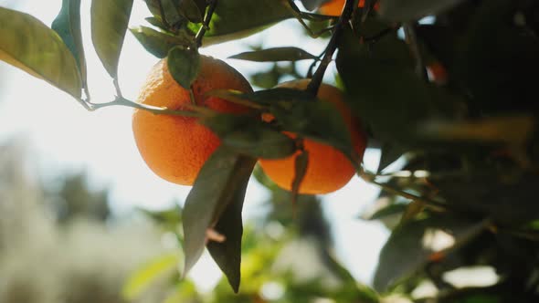 Big Juicy Oranges on the Tree