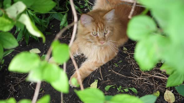 Big Ginger Cat Sitting in the Garden Bush