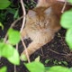 Big Ginger Cat Sitting in the Garden Bush - VideoHive Item for Sale