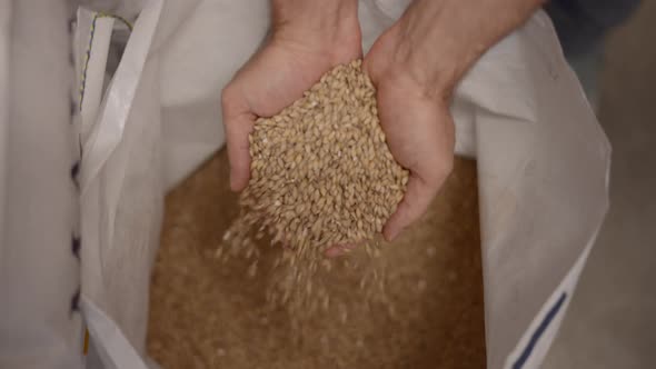 Hands Taking And Pouring Barley Malt Grain In Bag