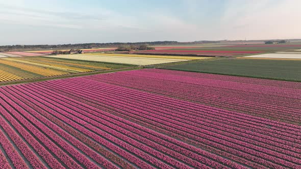 Tulip fields in The Netherlands 3 - North-Holland spring season sunrise - Stabilized droneview in 4k