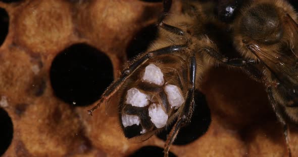 European Honey Bee, apis mellifera