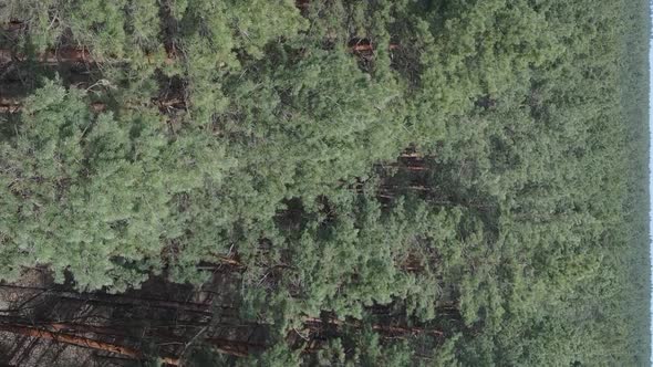 Vertical Video of Pine Forest Aerial View Slow Motion