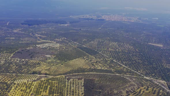 Vast Field And Trees Aerial View