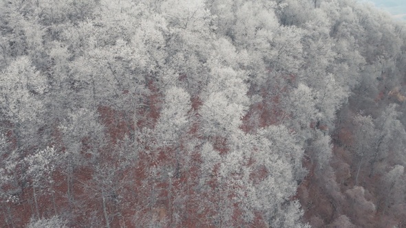 Aerial Of Ice Frozen Forest In Mountains