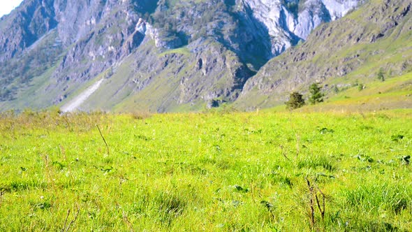 Hiking Man Walking on Green Mountain Meadow with Backpack. Summer Sport and Recreation Concept