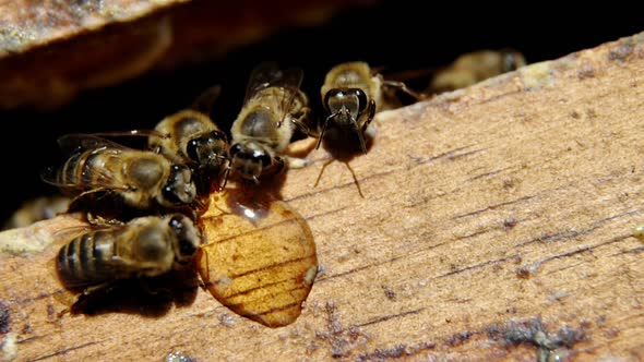 Close-up of honey bees feeding on honey