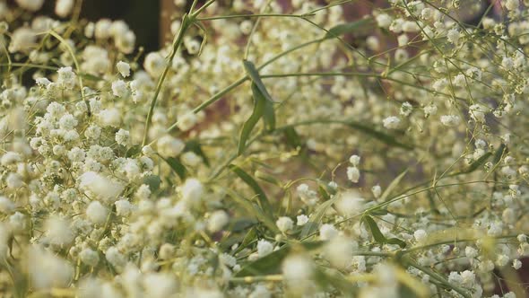 Bouquet of Gypsophila Paniculata White Closeup Slow Motion